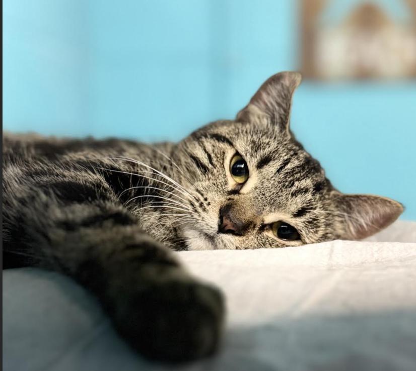 Laurel, an adoptable Domestic Short Hair in Long Beach, NY image 6/6