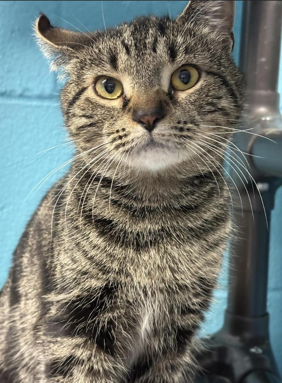 Laurel, an adoptable Domestic Short Hair in Long Beach, NY image 2/6