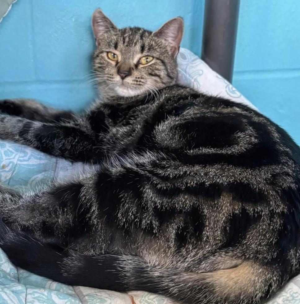 Laurel, an adoptable Domestic Short Hair in Long Beach, NY image 3/6