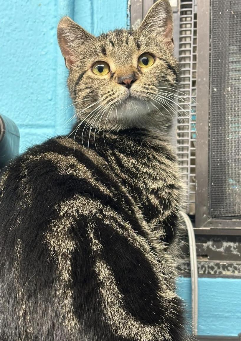 Laurel, adoptable, Young Female Domestic Short Hair.