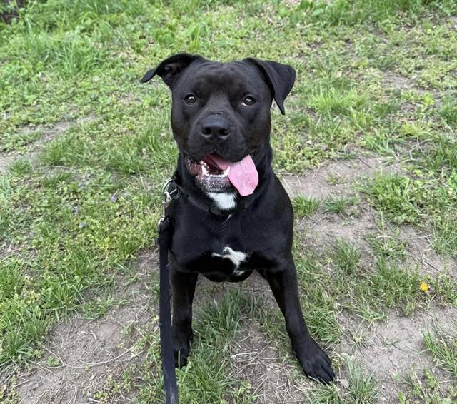 Enlarge ZORRO, a Adoptable mixed breed in Omaha, NE image 1/1