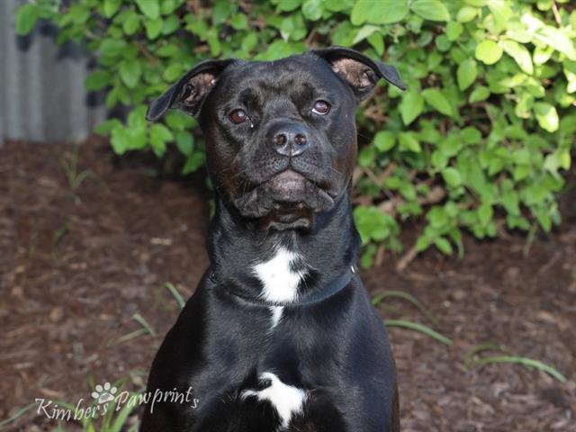 ZORRO, Adoptable, Adult Male Boxer & Mixed Breed.