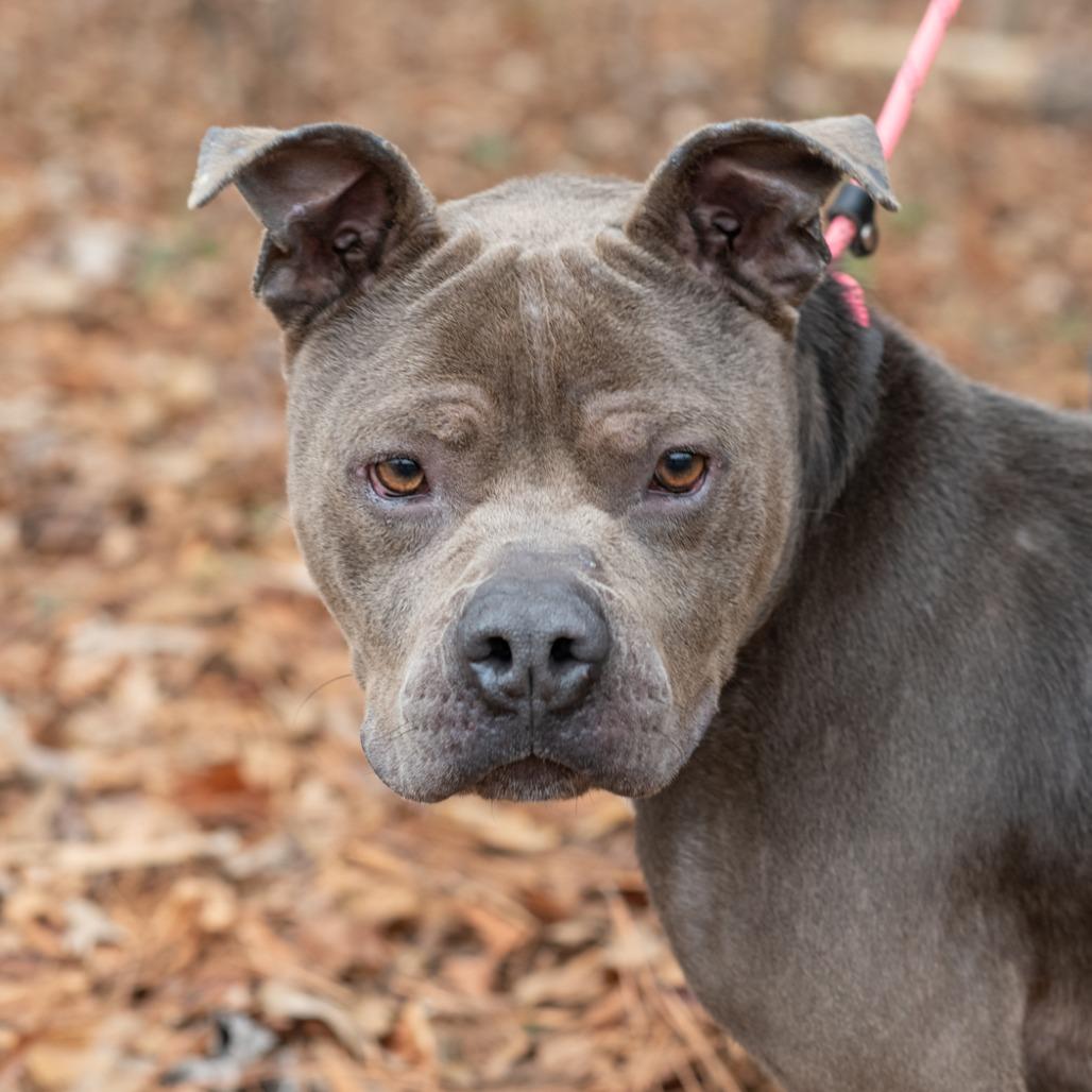GROOT-30341, Adoptable, Adult Male Pit Bull Terrier.