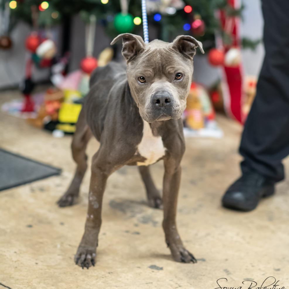Enlarge GROOT-30341, a Adoptable Pit Bull Terrier in Bartlett, TN image 1/2