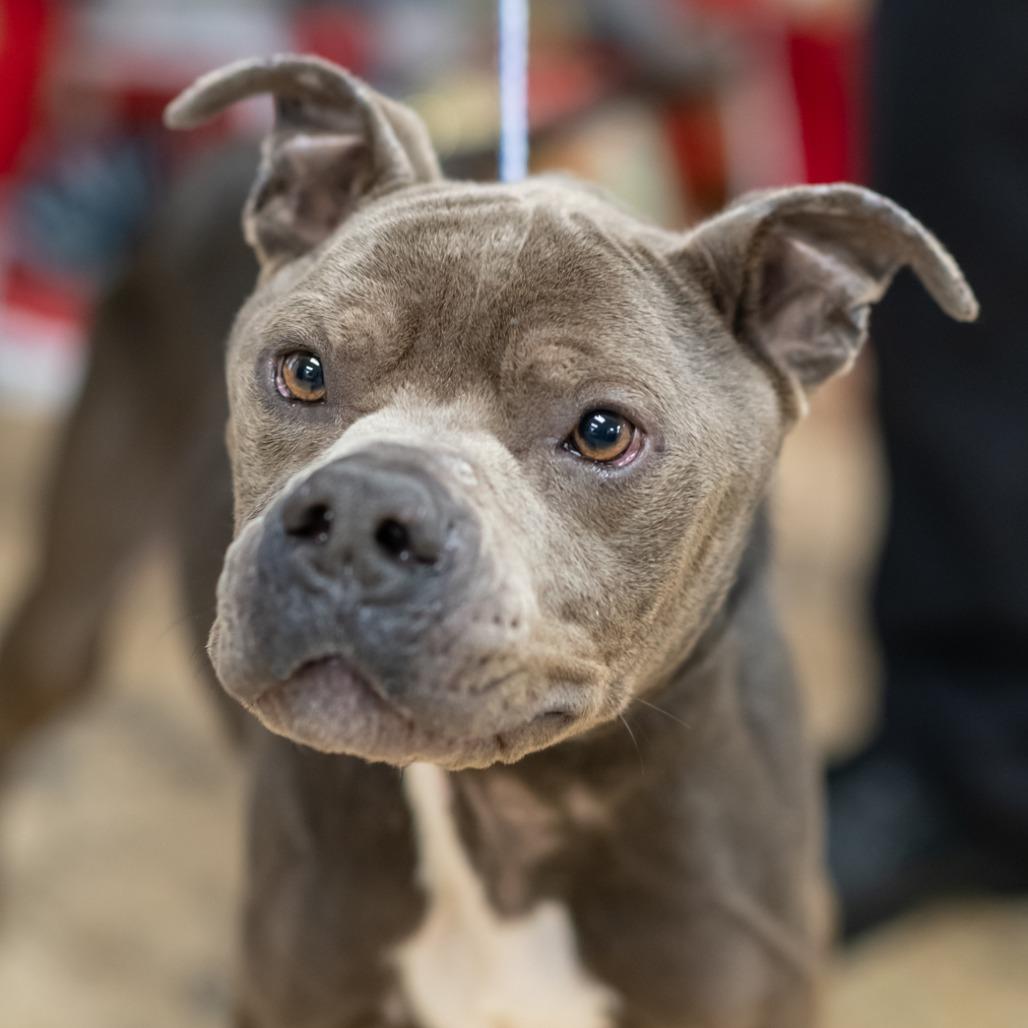 Enlarge GROOT-30341, a Adoptable Pit Bull Terrier in Bartlett, TN image 2/2