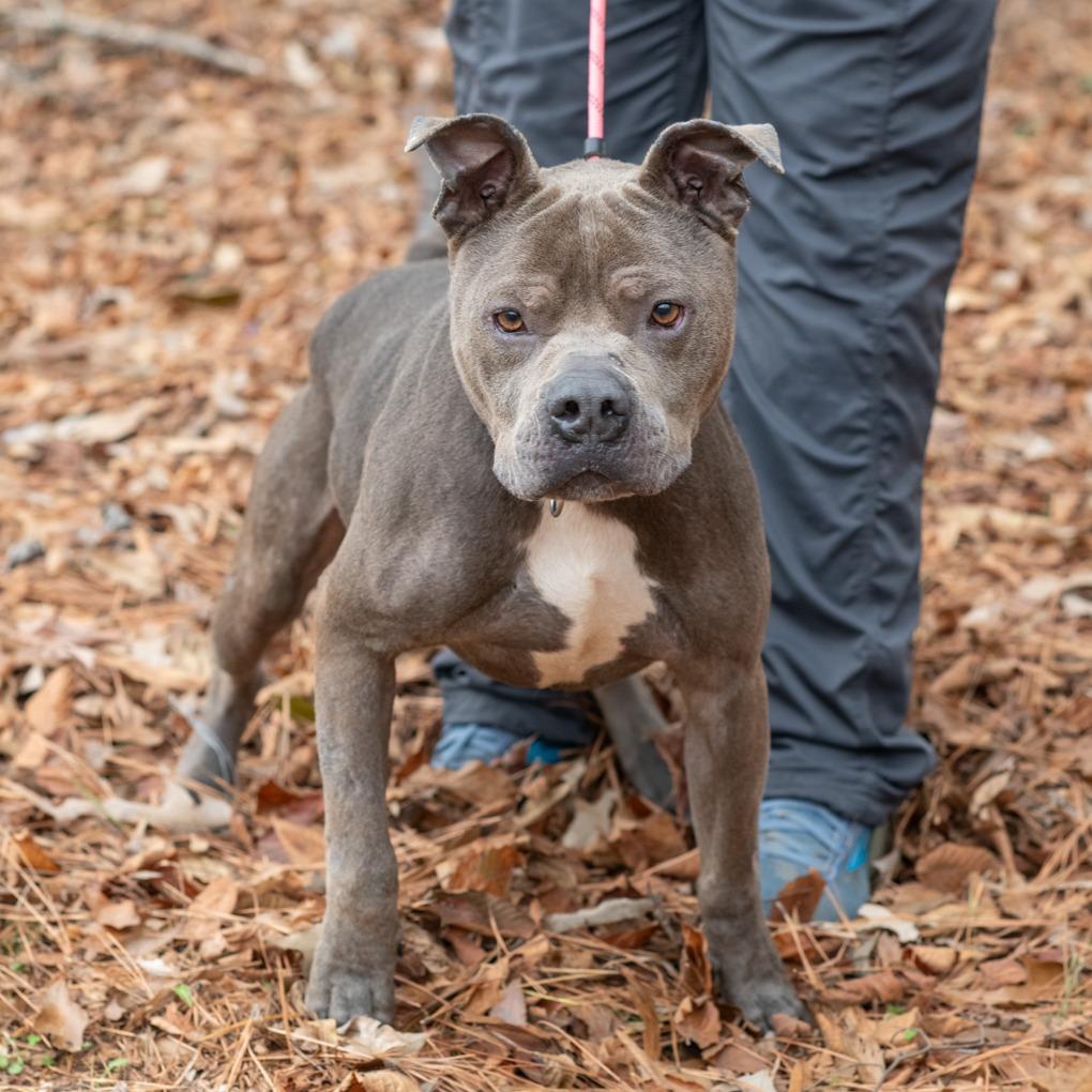 Enlarge GROOT-30341, a Adoptable Pit Bull Terrier in Bartlett, TN image 2/2