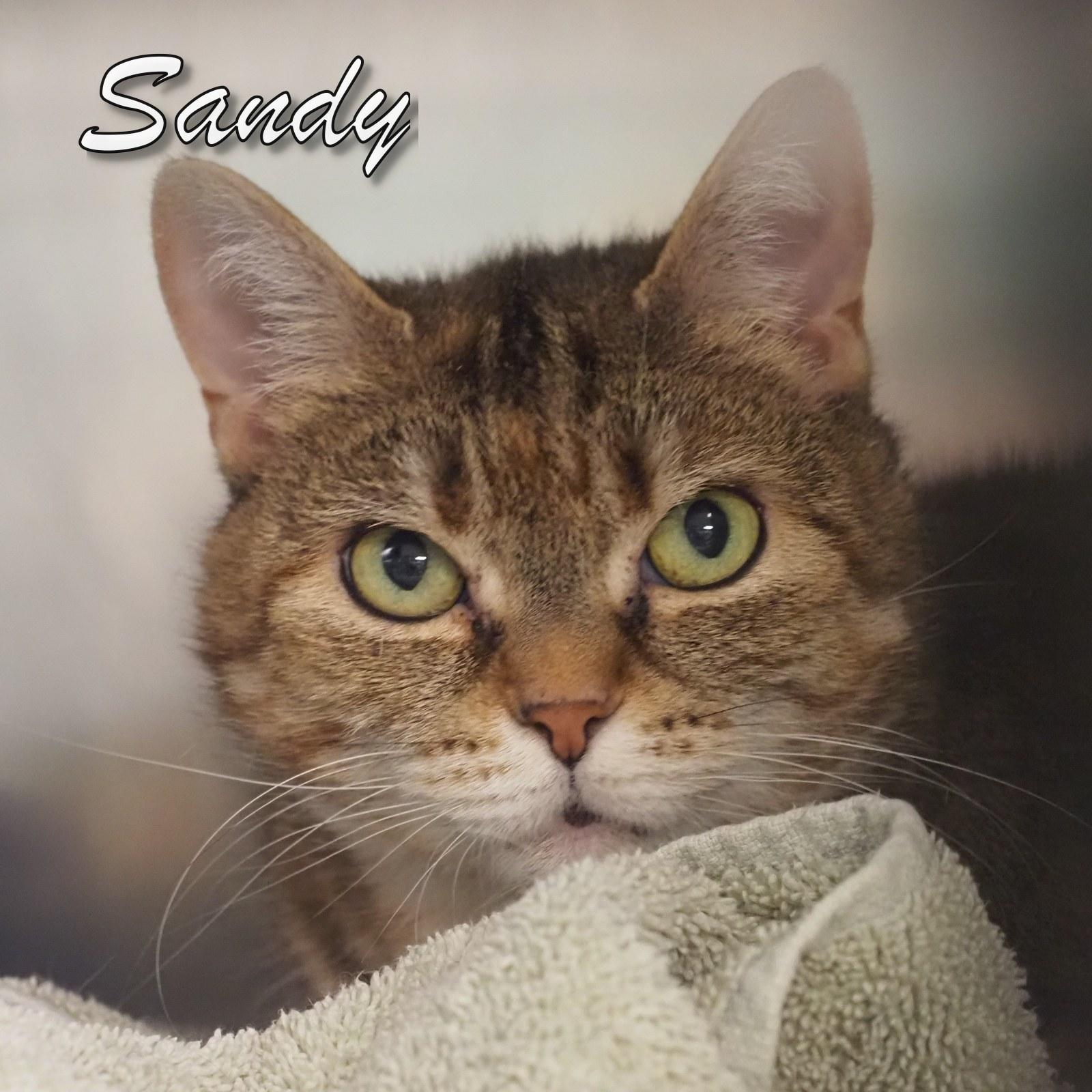 Enlarge Sandy, a Adoptable Domestic Short Hair in Cape May Court House, NJ image 1/1