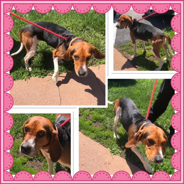 Enlarge CHERRY COLA, a ADOPTABLE mixed breed in Buckhannon, WV image 1/1