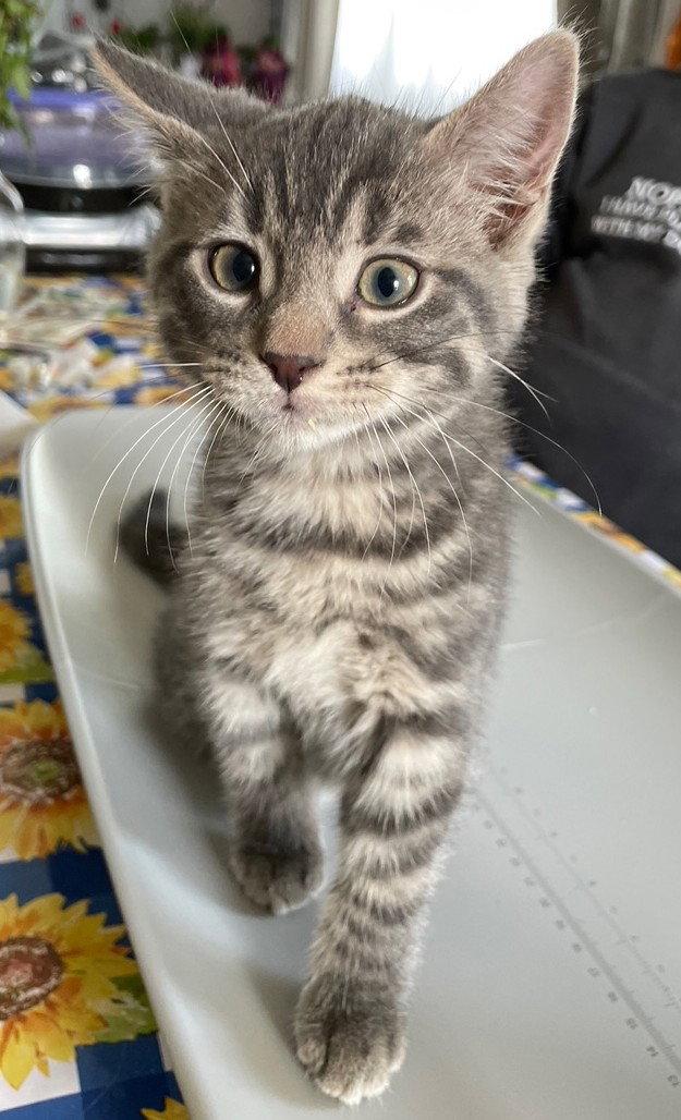 Wiley, Adopted, Kitten Female Tabby & Domestic Short Hair.