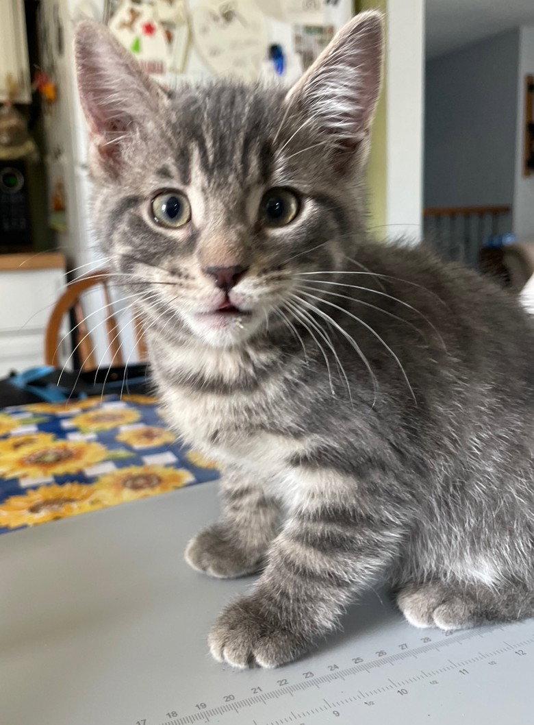 Enlarge Wiley, a Adopted mixed breed in Island Lake, IL image 2/3