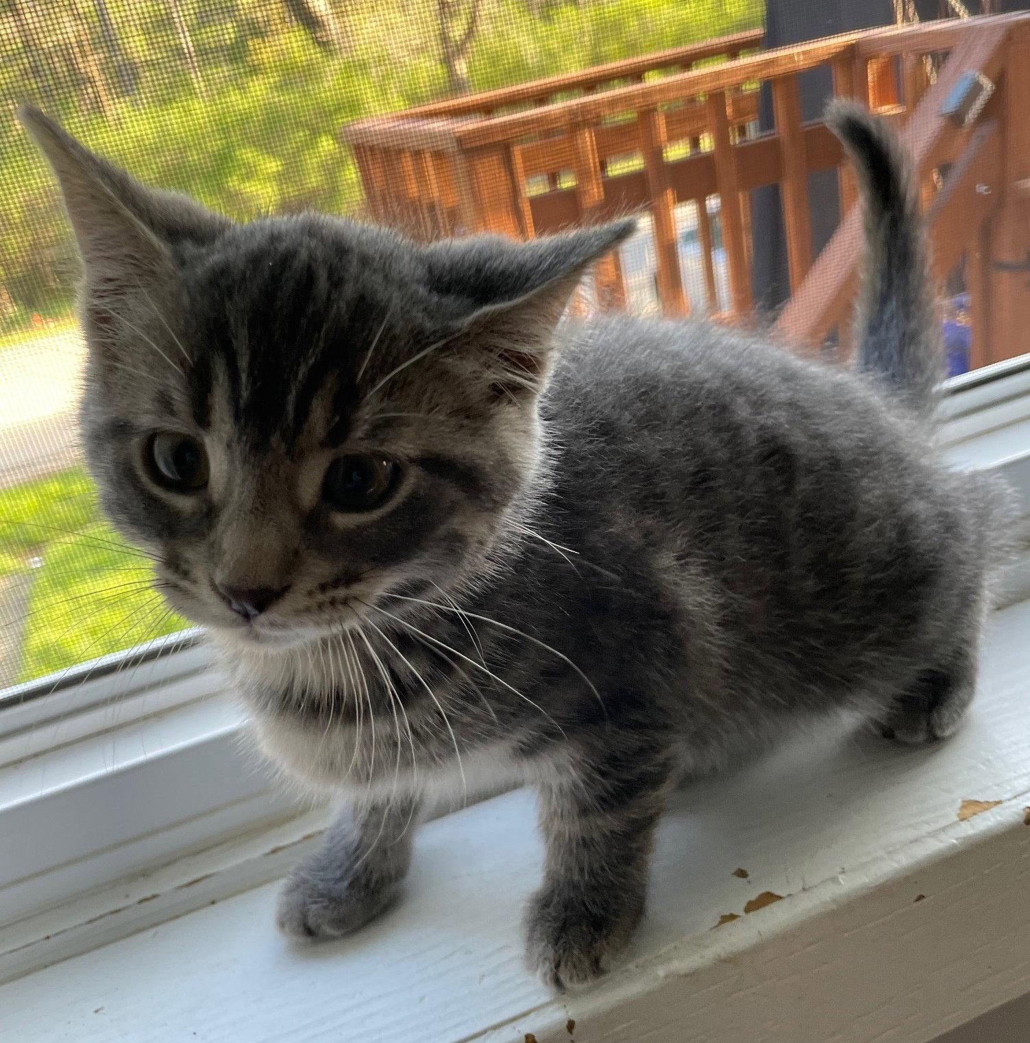 Enlarge Wiley, a Adopted mixed breed in Island Lake, IL image 3/3