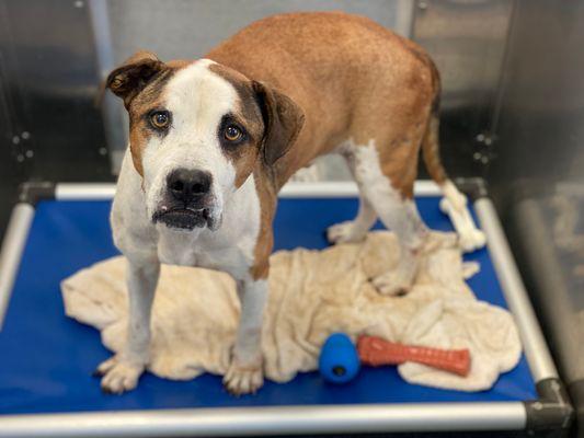 Beto **Courtesy Post. Out of town pet. See below for details**