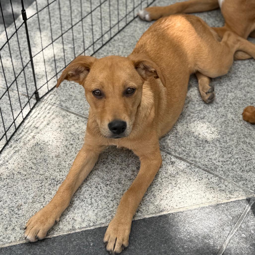 Charm, Adoptable, Puppy Female Mixed Breed.