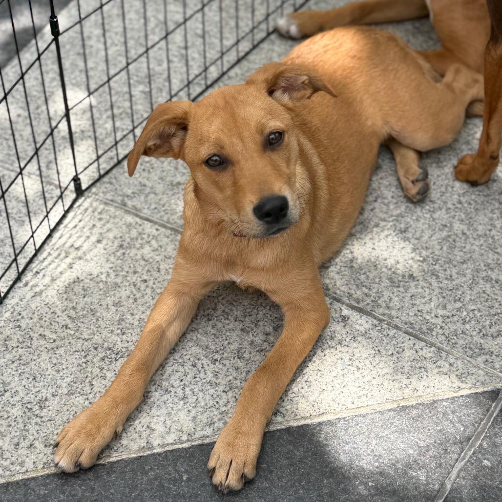 Charm, a Adoptable Mixed Breed in Rockville, MD image 2/2