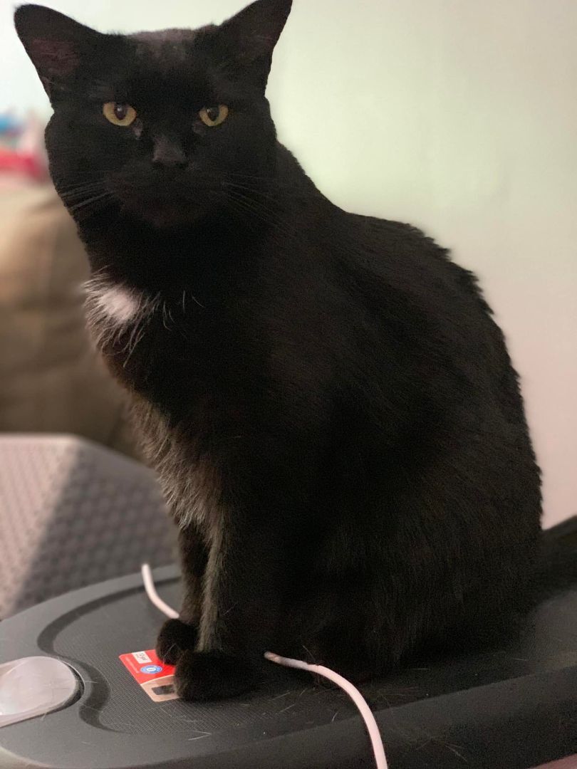 Enlarge Sriracha, a Adoptable Domestic Short Hair in White Plains, MD image 1/2