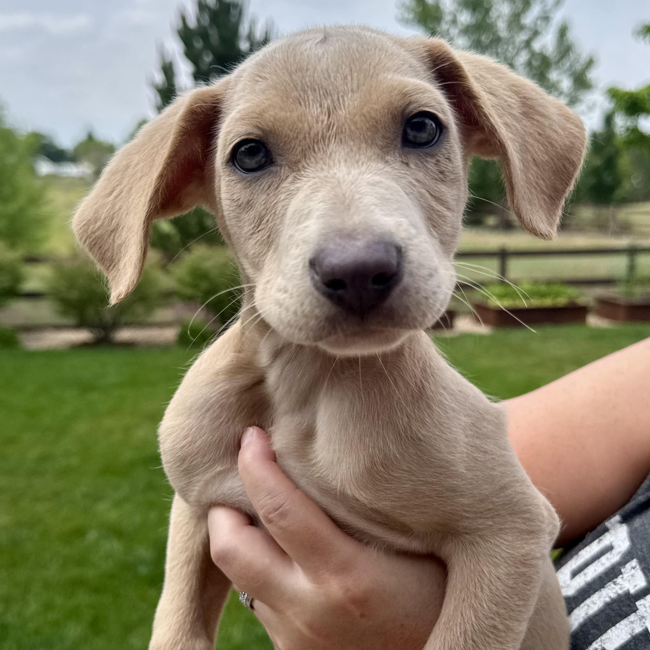 Enlarge Marvin, a ADOPTABLE mixed breed in Fort Collins, CO image 1/4
