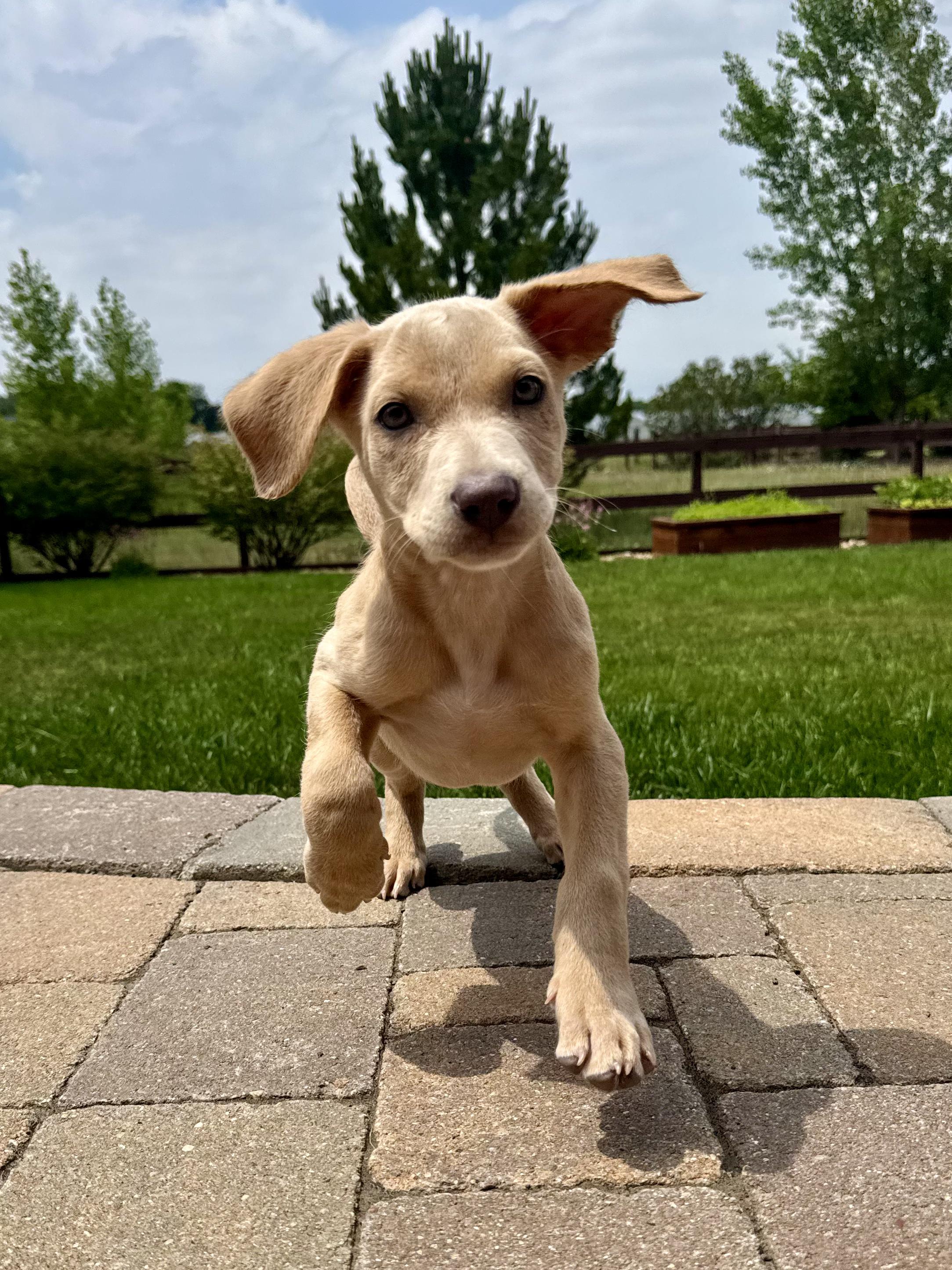 Enlarge Marvin, a ADOPTABLE mixed breed in Fort Collins, CO image 2/4