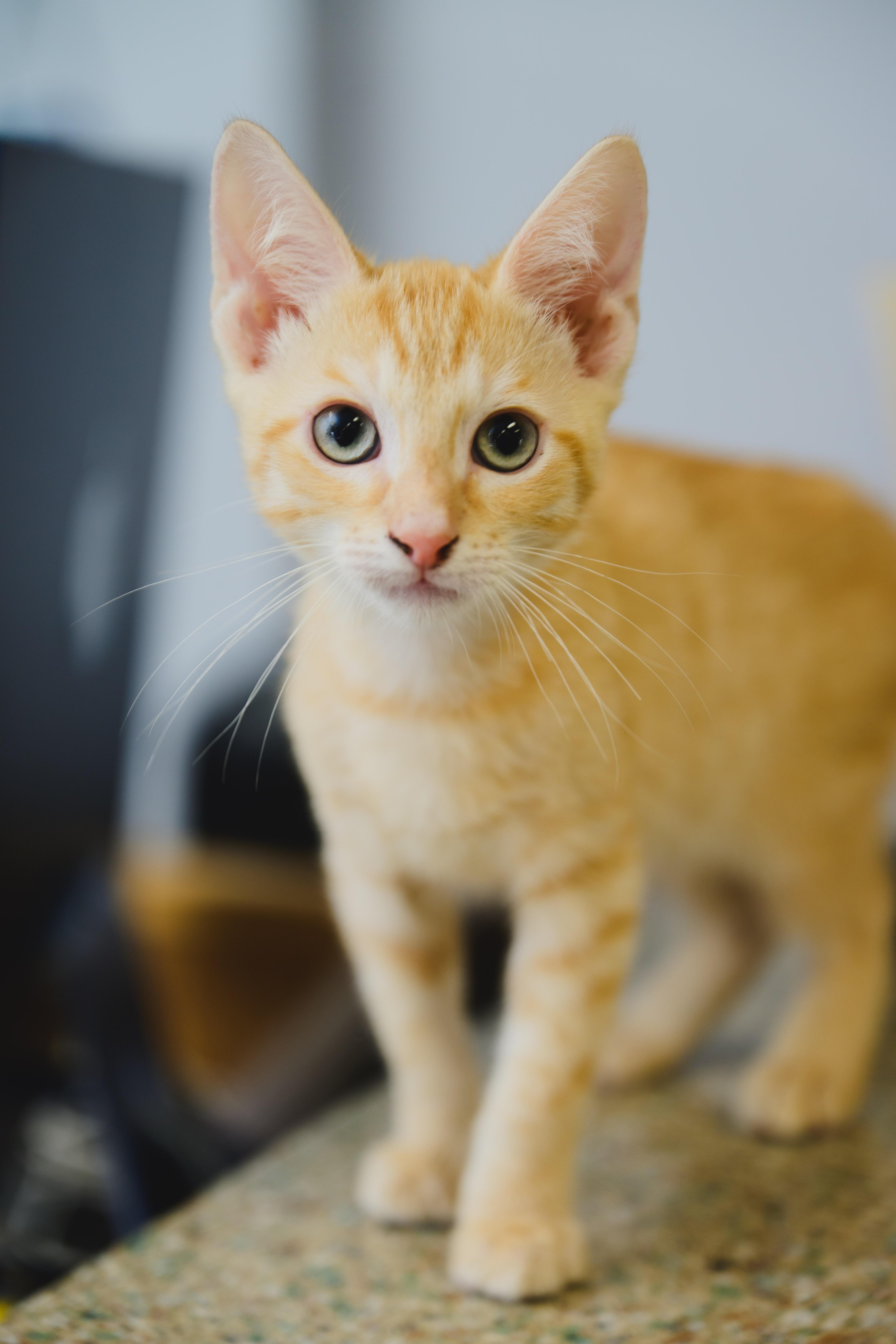 Bengal, Adoptable, Kitten Male Domestic Short Hair.