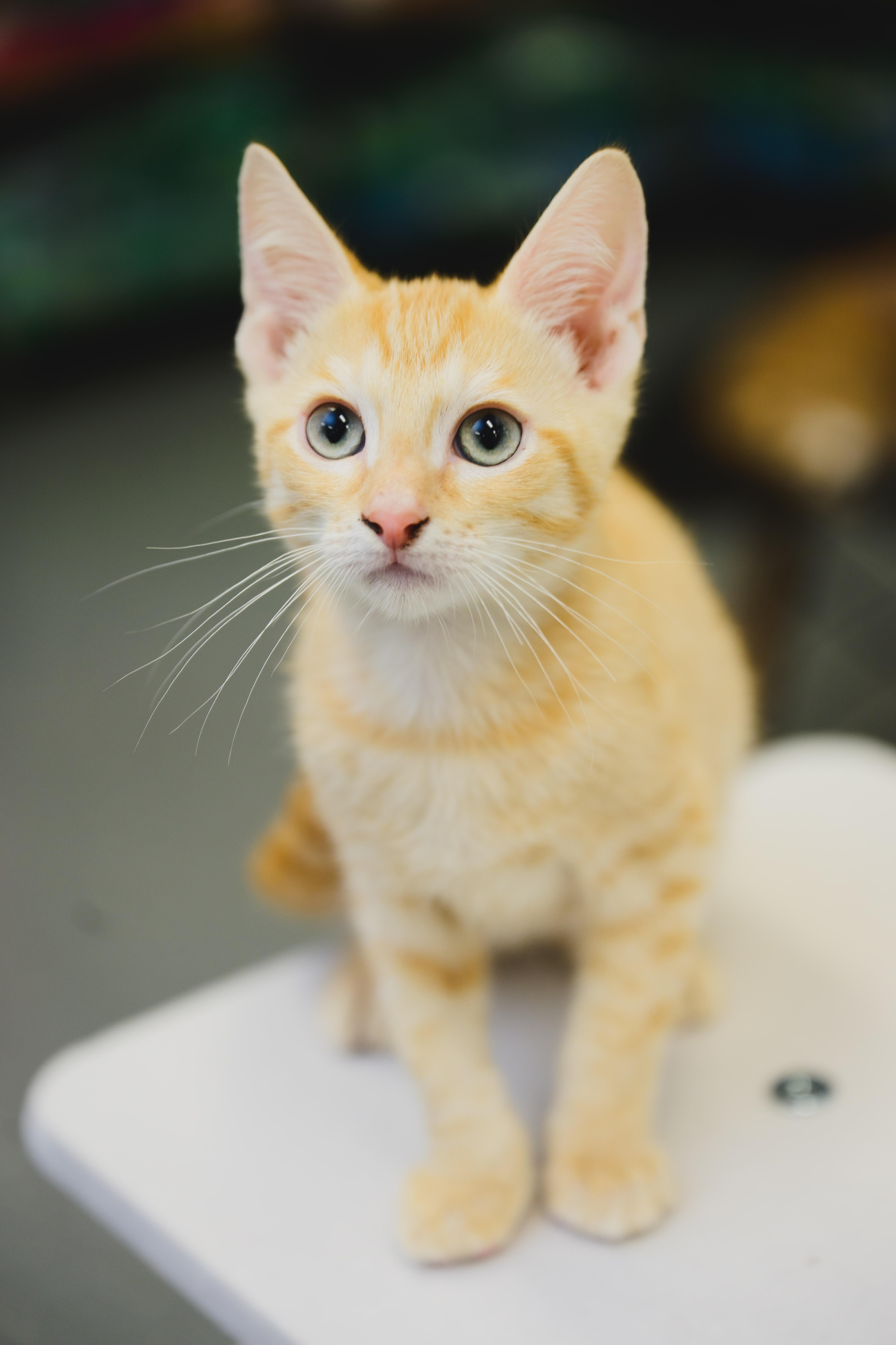 Bengal, a Adoptable Domestic Short Hair in Honolulu, HI image 3/6