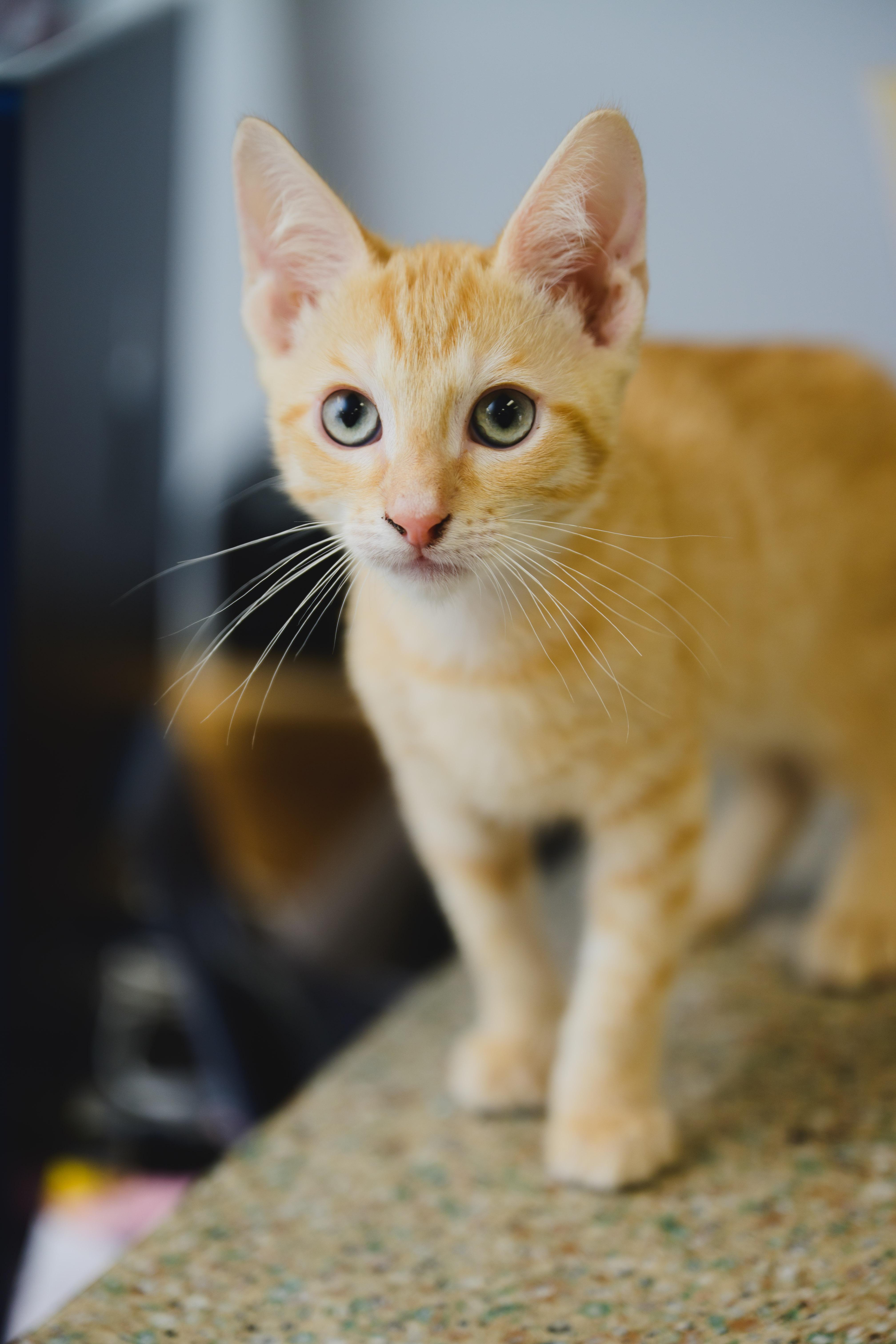 Bengal, a Adoptable Domestic Short Hair in Honolulu, HI image 5/6