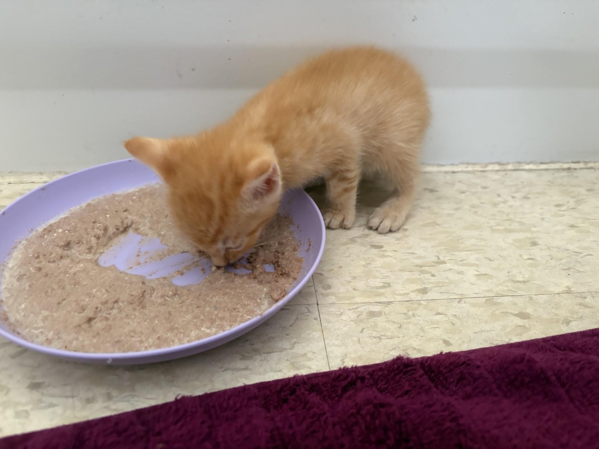 Bengal, a Adoptable Domestic Short Hair in Honolulu, HI image 6/6