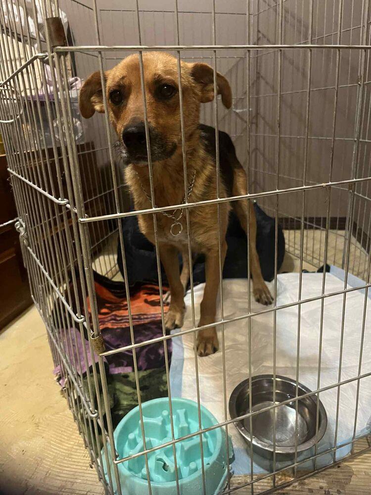 Enlarge Twiggy, a Adoptable mixed breed in Calgary, AB image 1/1