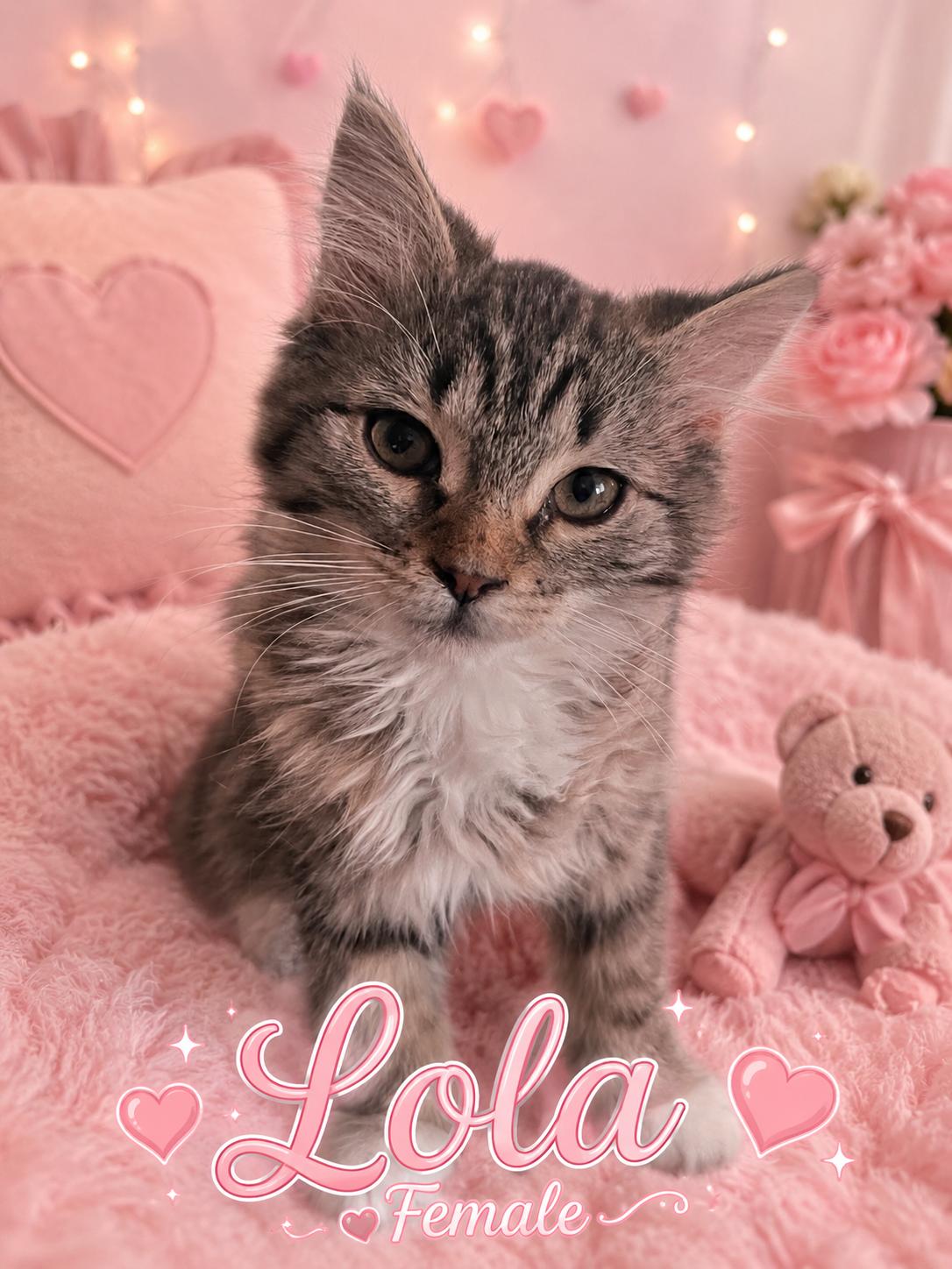 LOLA (AVAILABLE AT PETSMART NORTHWEST RENO), an adopted mixed breed in Reno, NV image 2/3
