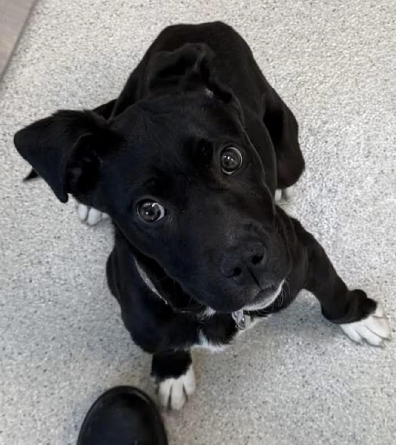 Theo, adopted, Puppy Male Black Labrador Retriever & Boxer.