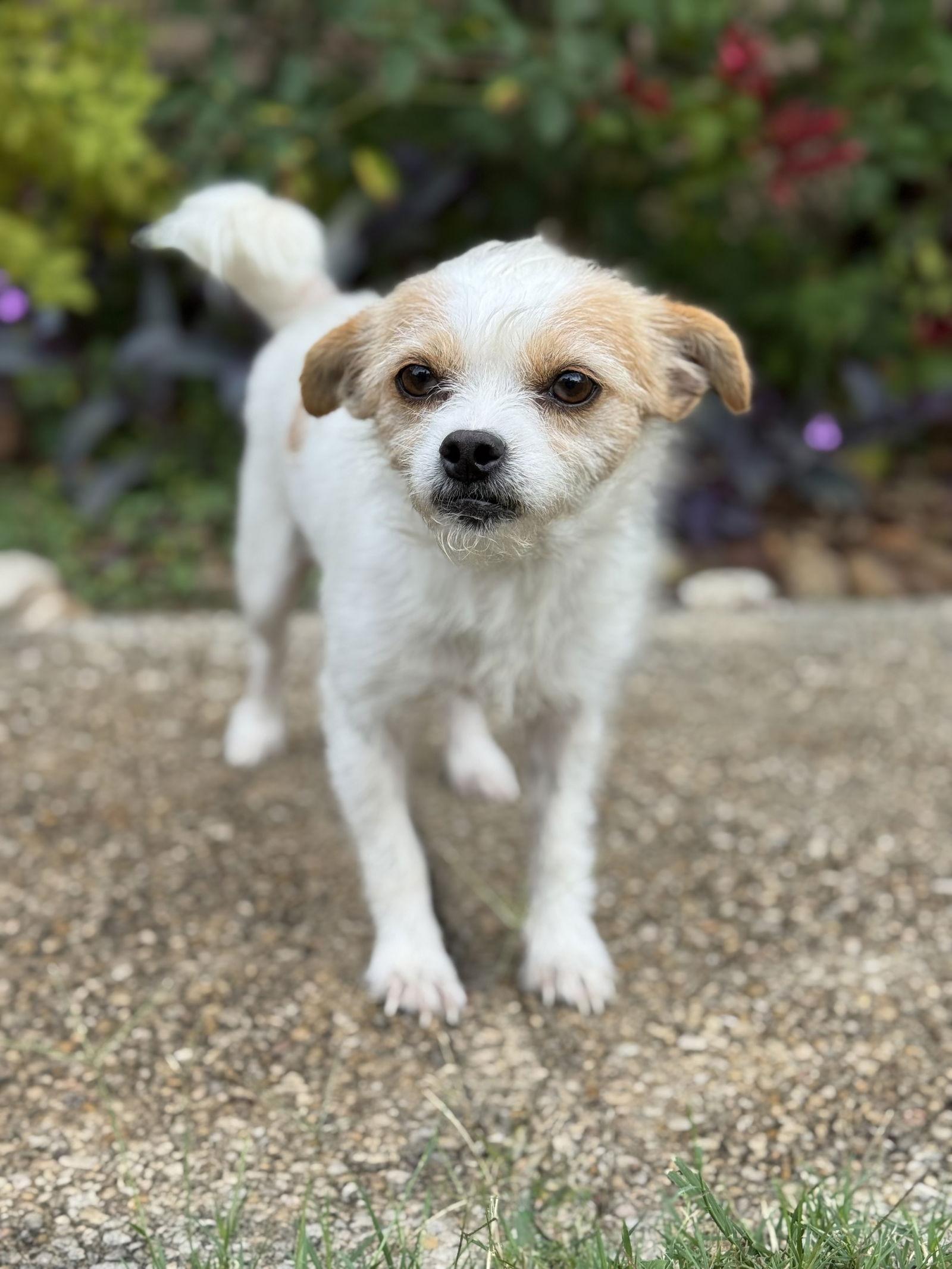 Enlarge Robin, a Adopted Parson Russell Terrier in Helotes, TX image 2/3