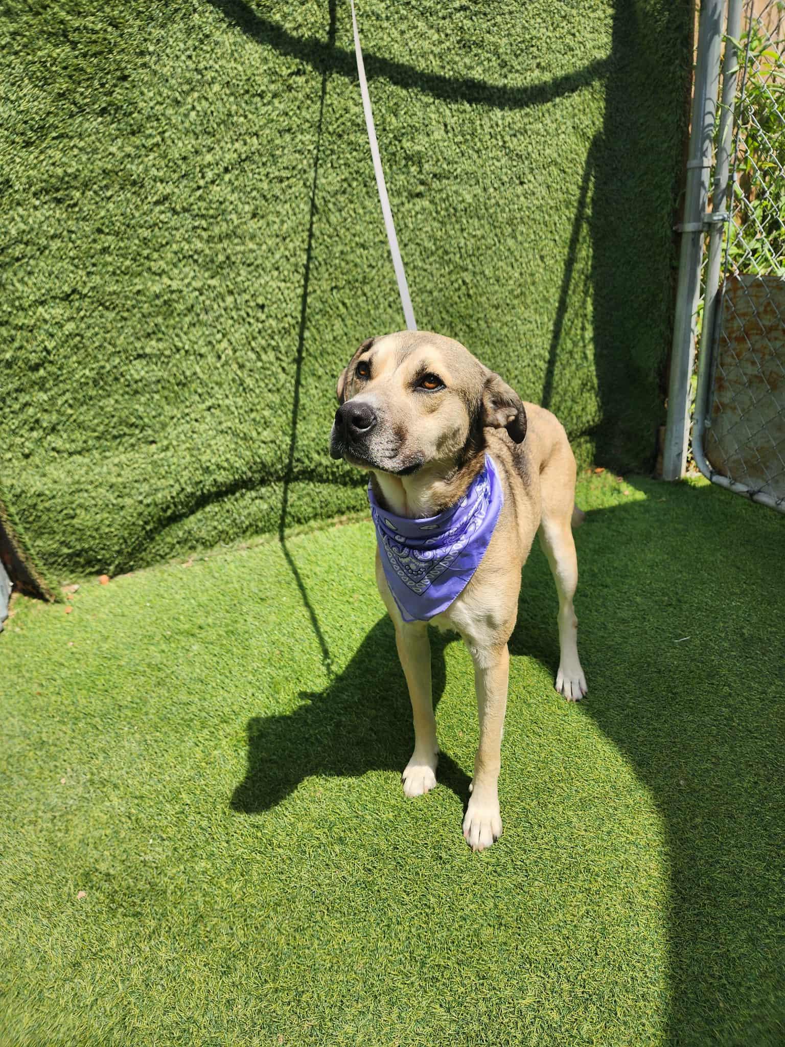 Barney — thumbnail 3