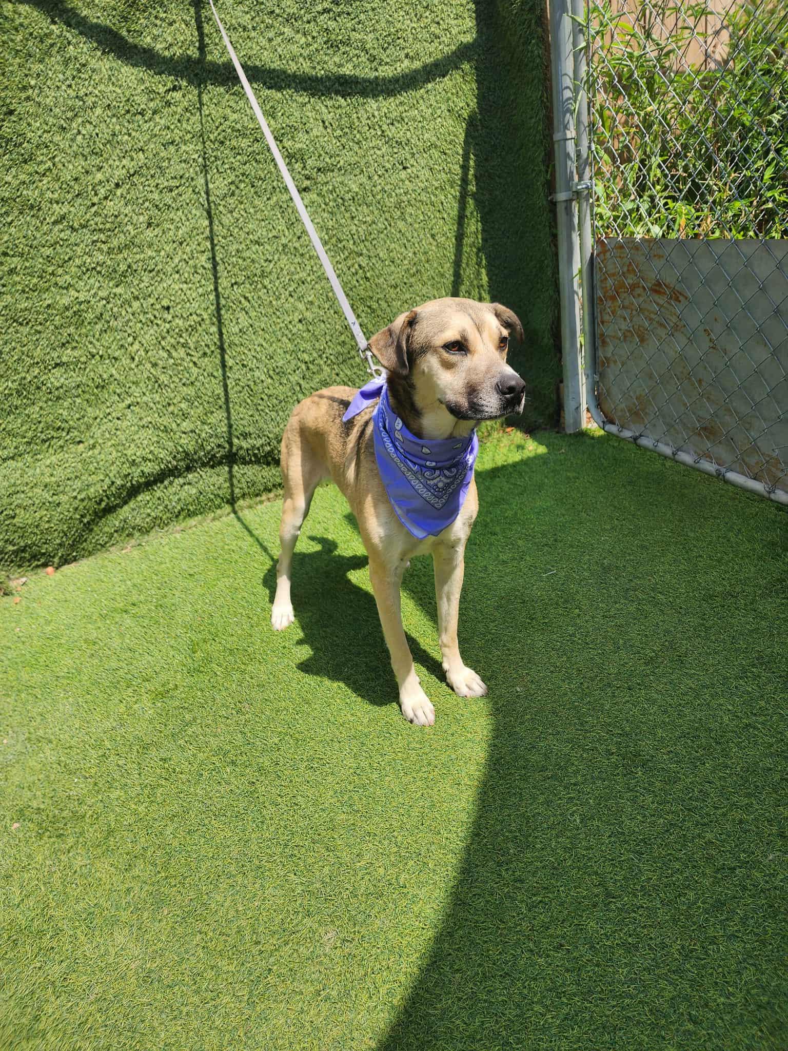 Barney — thumbnail 4