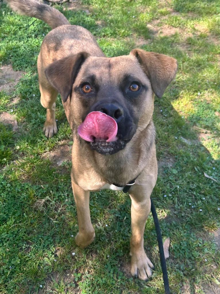 Enlarge Calvin, a Adoptable mixed breed in Benton, AR image 1/3