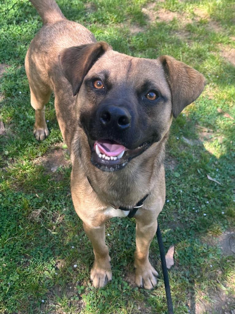 Enlarge Calvin, a Adoptable mixed breed in Benton, AR image 2/3
