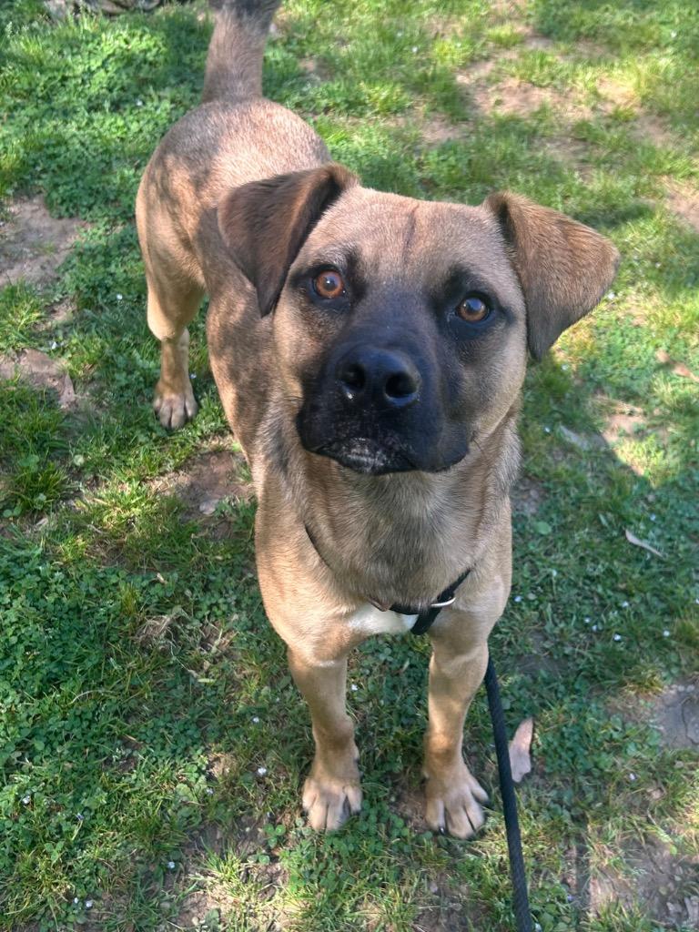 Enlarge Calvin, a Adoptable mixed breed in Benton, AR image 3/3