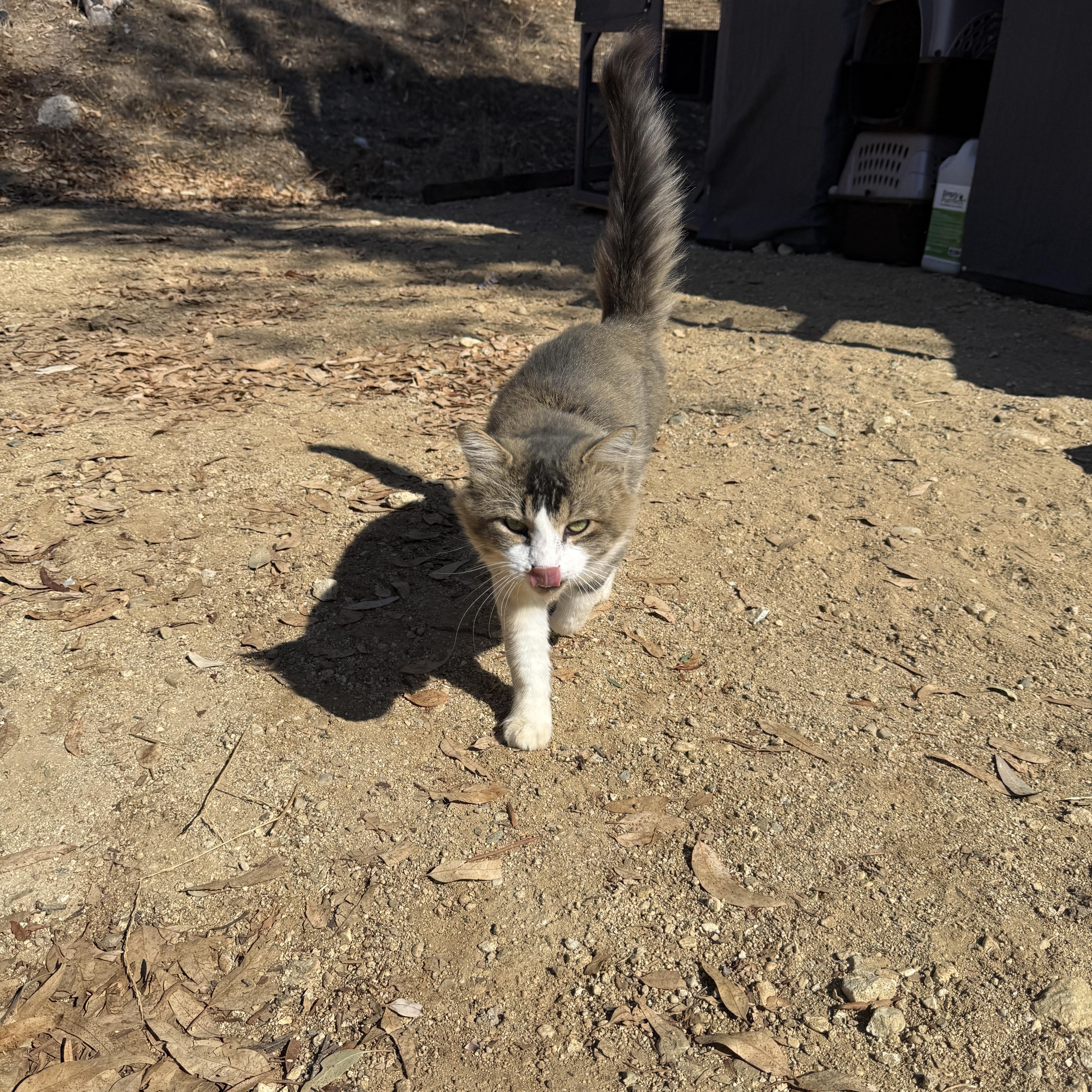 Enlarge Ricky, a Adoptable Domestic Medium Hair in Redlands, CA image 2/5