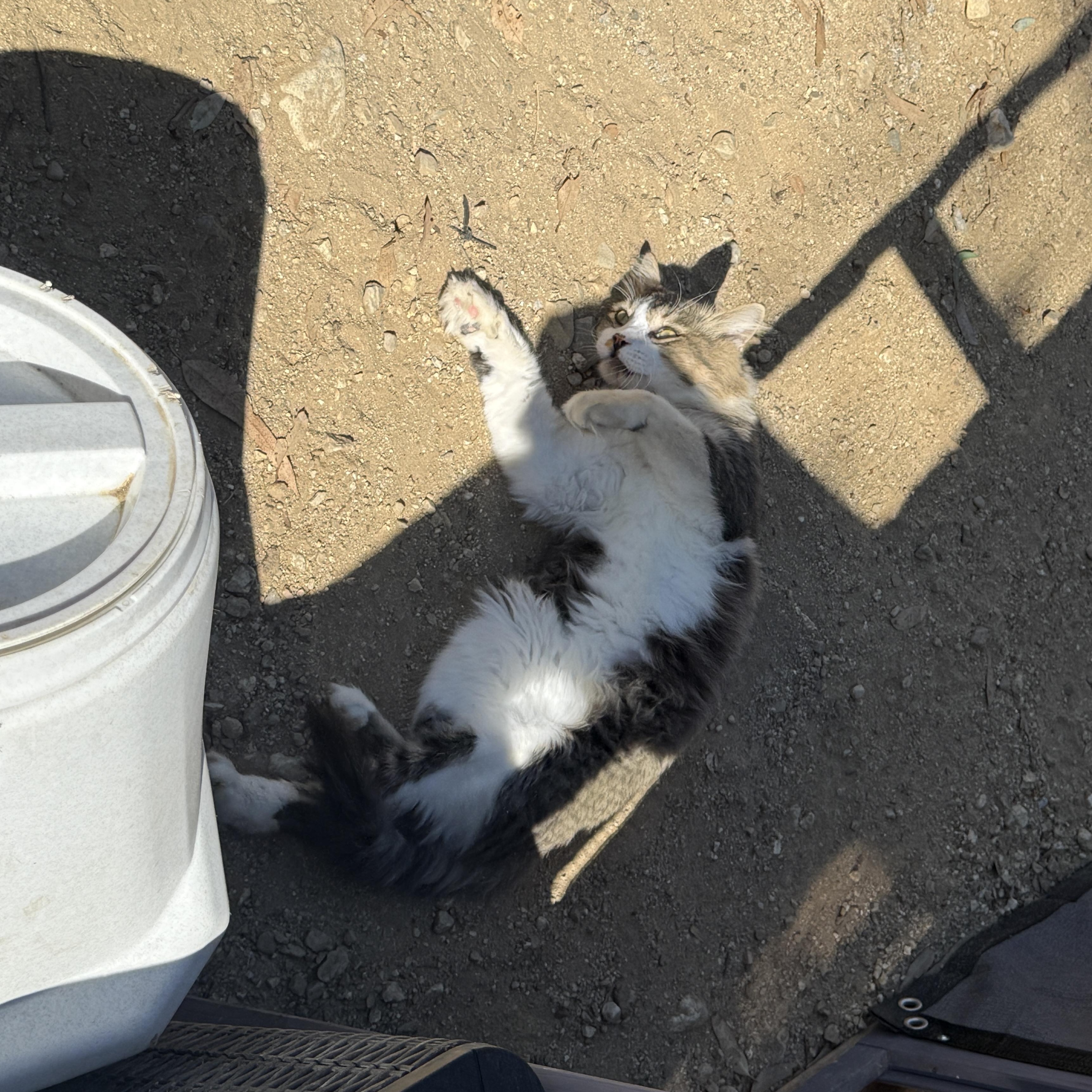 Enlarge Ricky, a Adoptable Domestic Medium Hair in Redlands, CA image 3/5