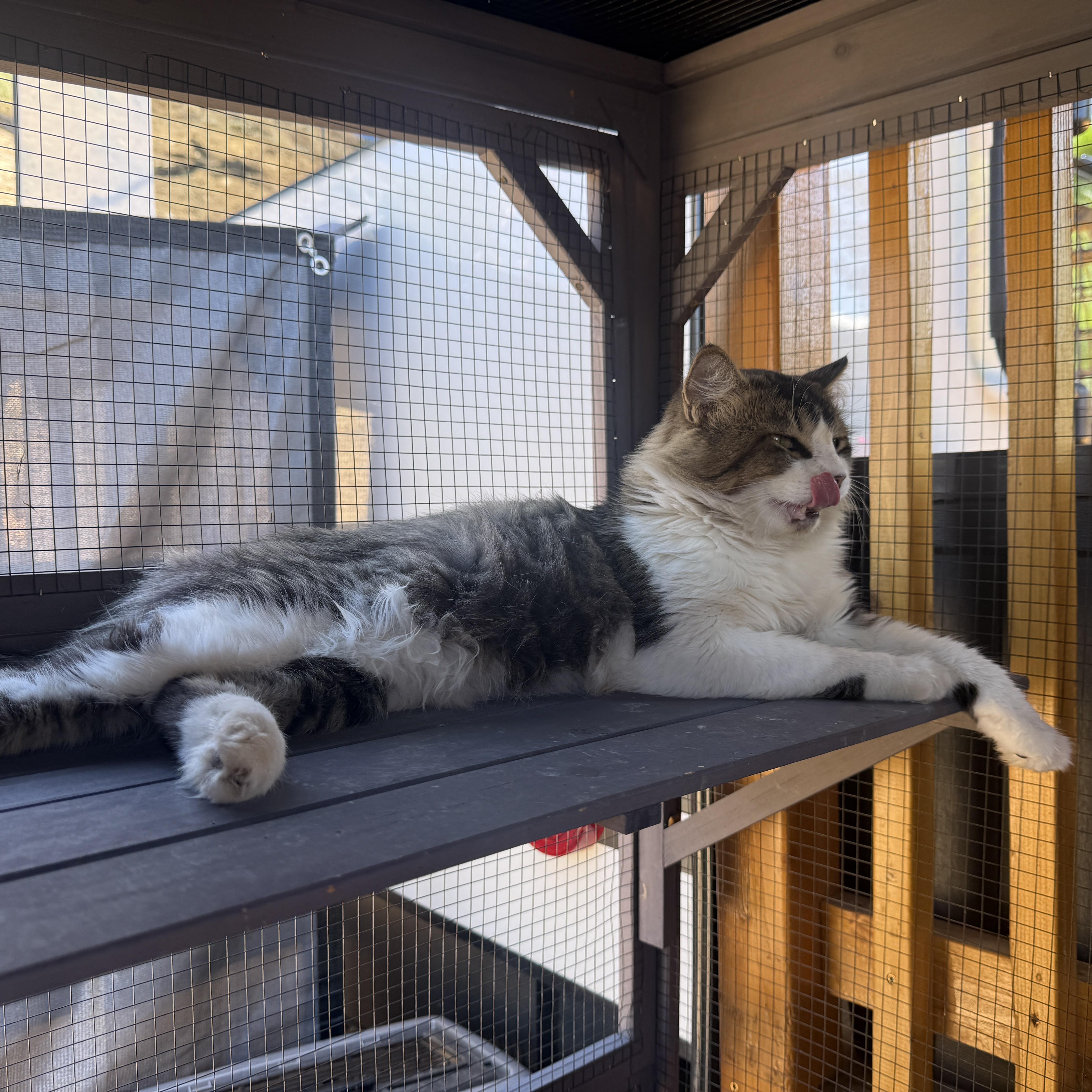Enlarge Ricky, a Adoptable Domestic Medium Hair in Redlands, CA image 4/5