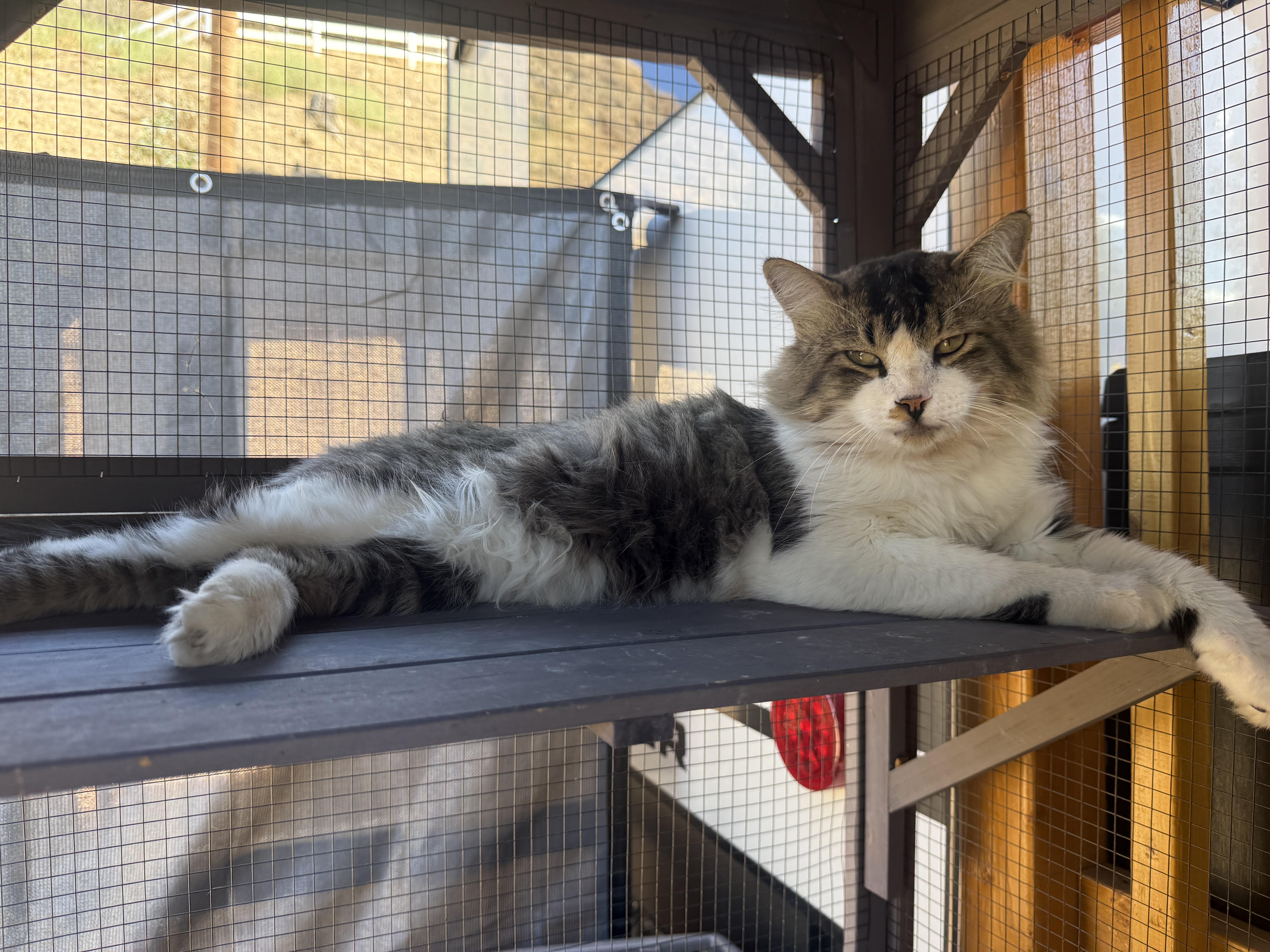 Enlarge Ricky, a Adoptable Domestic Medium Hair in Redlands, CA image 1/5