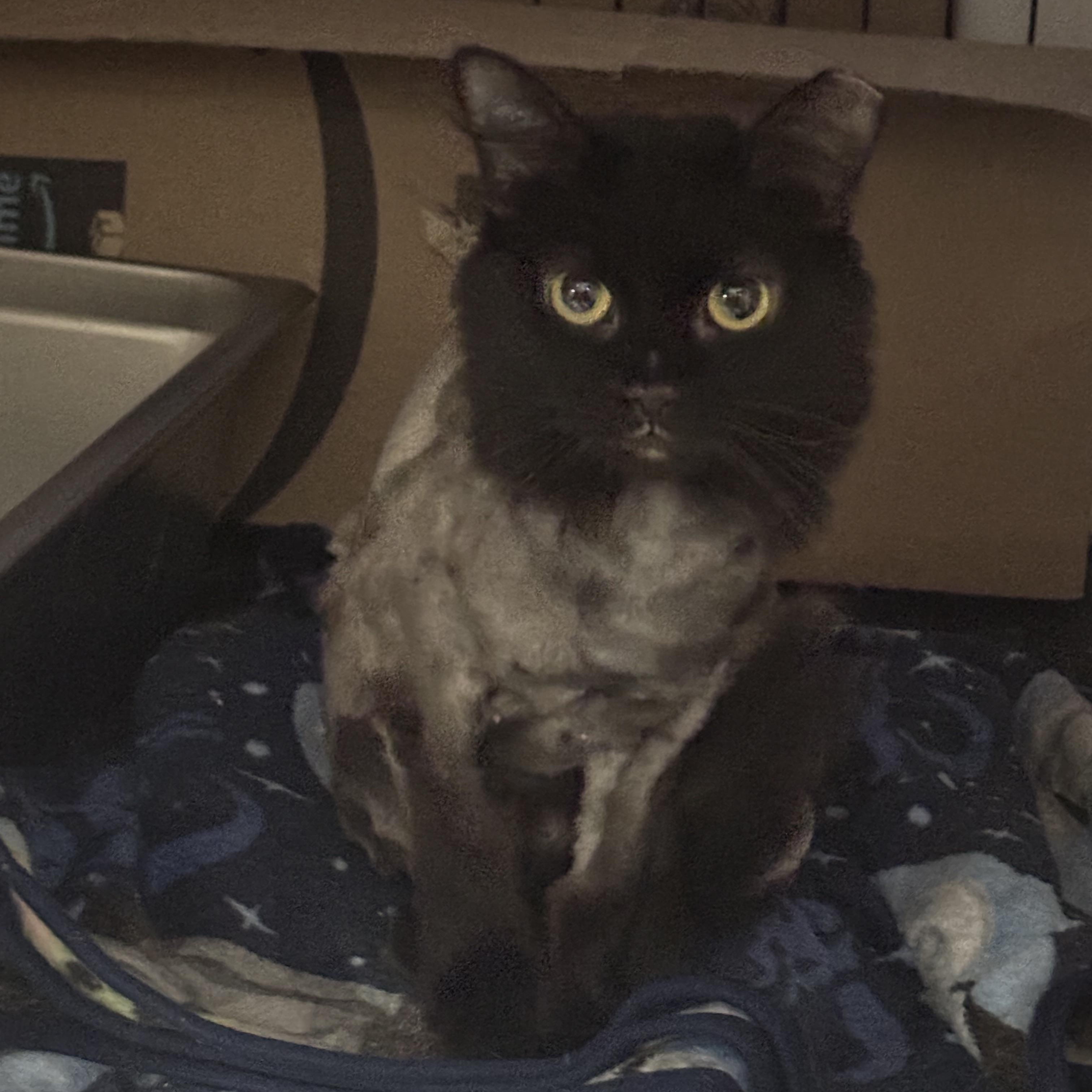 Enlarge Simone, a Adoptable Domestic Long Hair in Pittsburgh, PA image 2/5