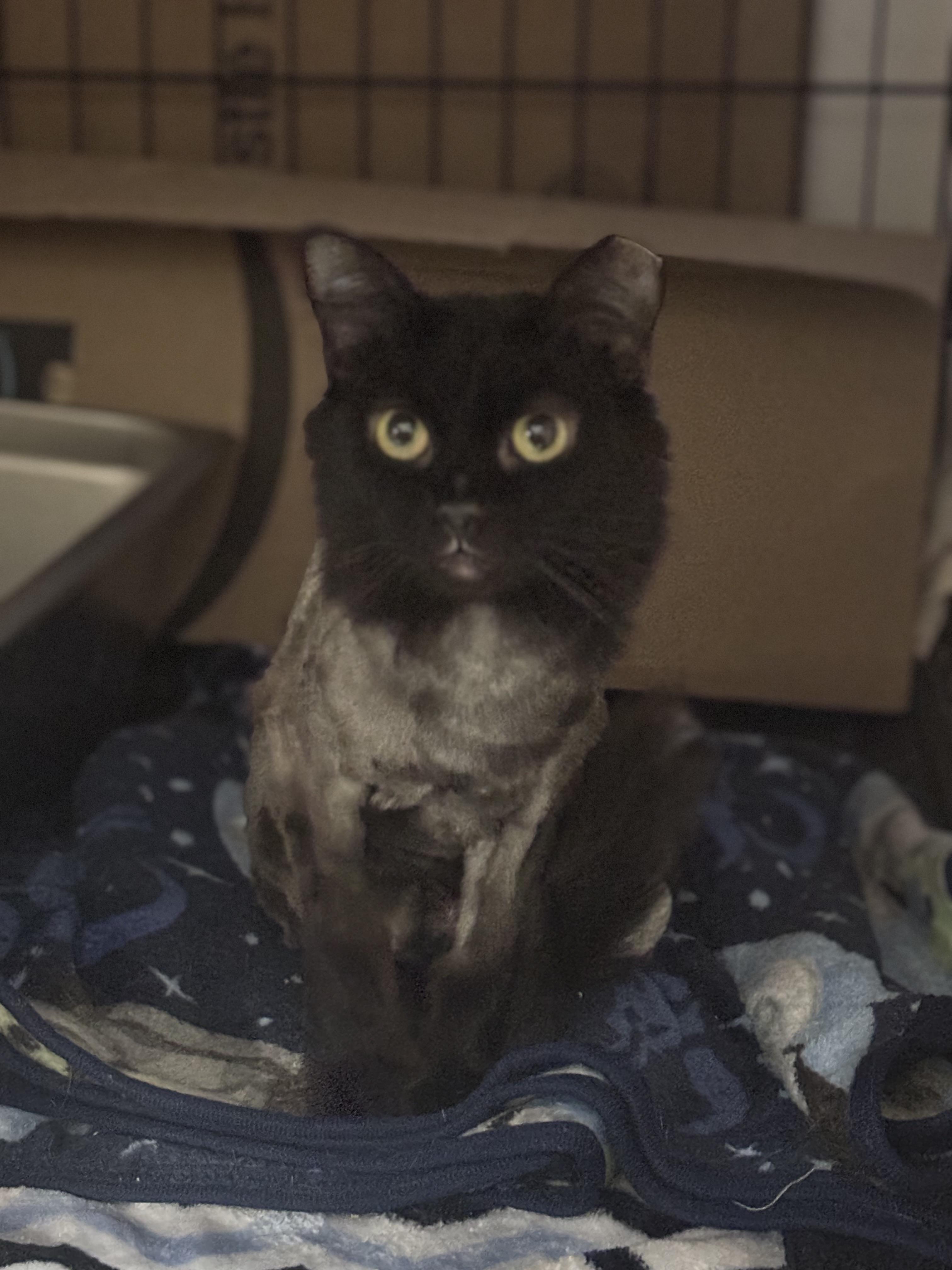 Enlarge Simone, a Adoptable Domestic Long Hair in Pittsburgh, PA image 5/5
