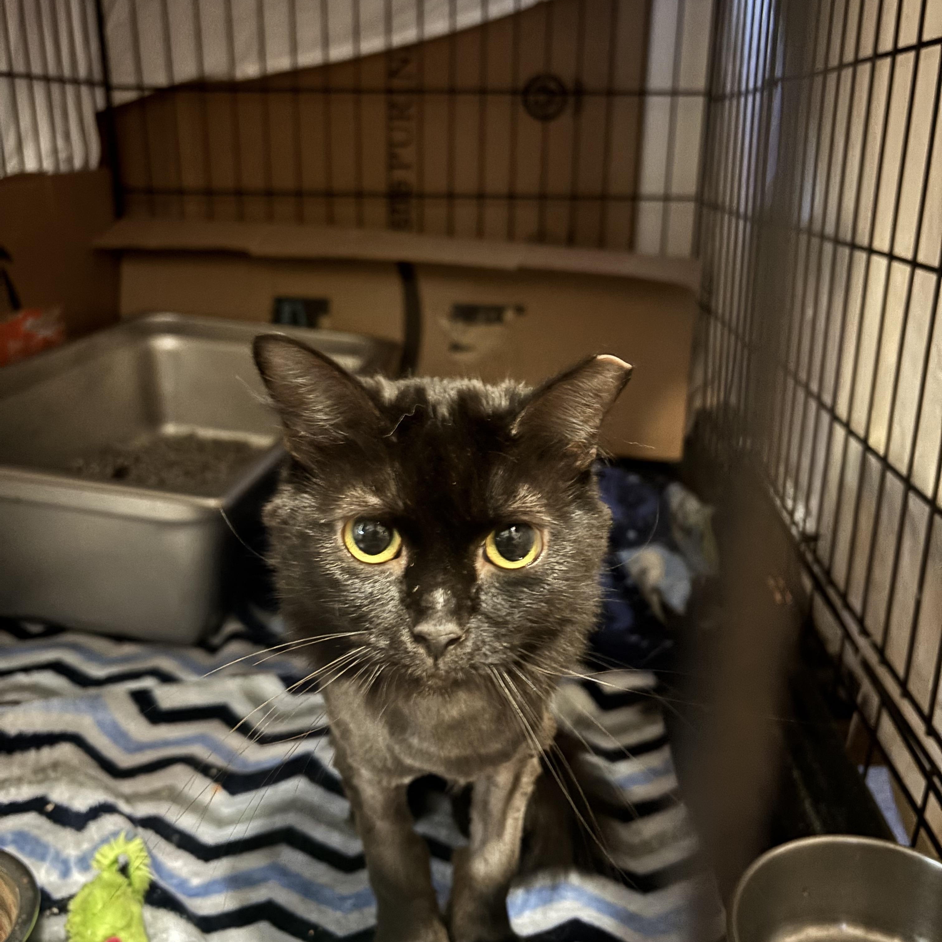 Enlarge Simone, a Adoptable Domestic Long Hair in Pittsburgh, PA image 4/5