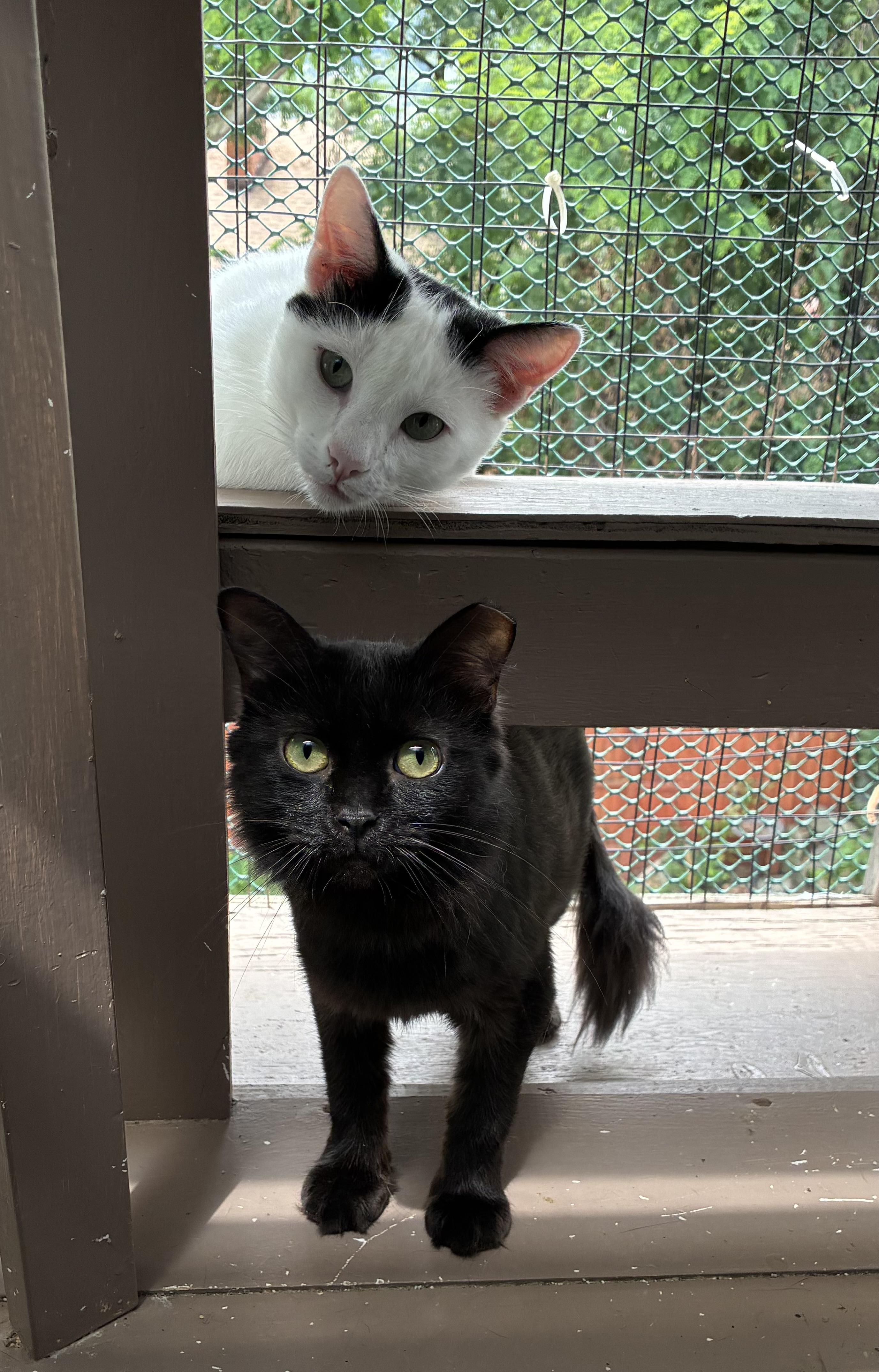 Simone, Adoptable, Young Female Domestic Long Hair.