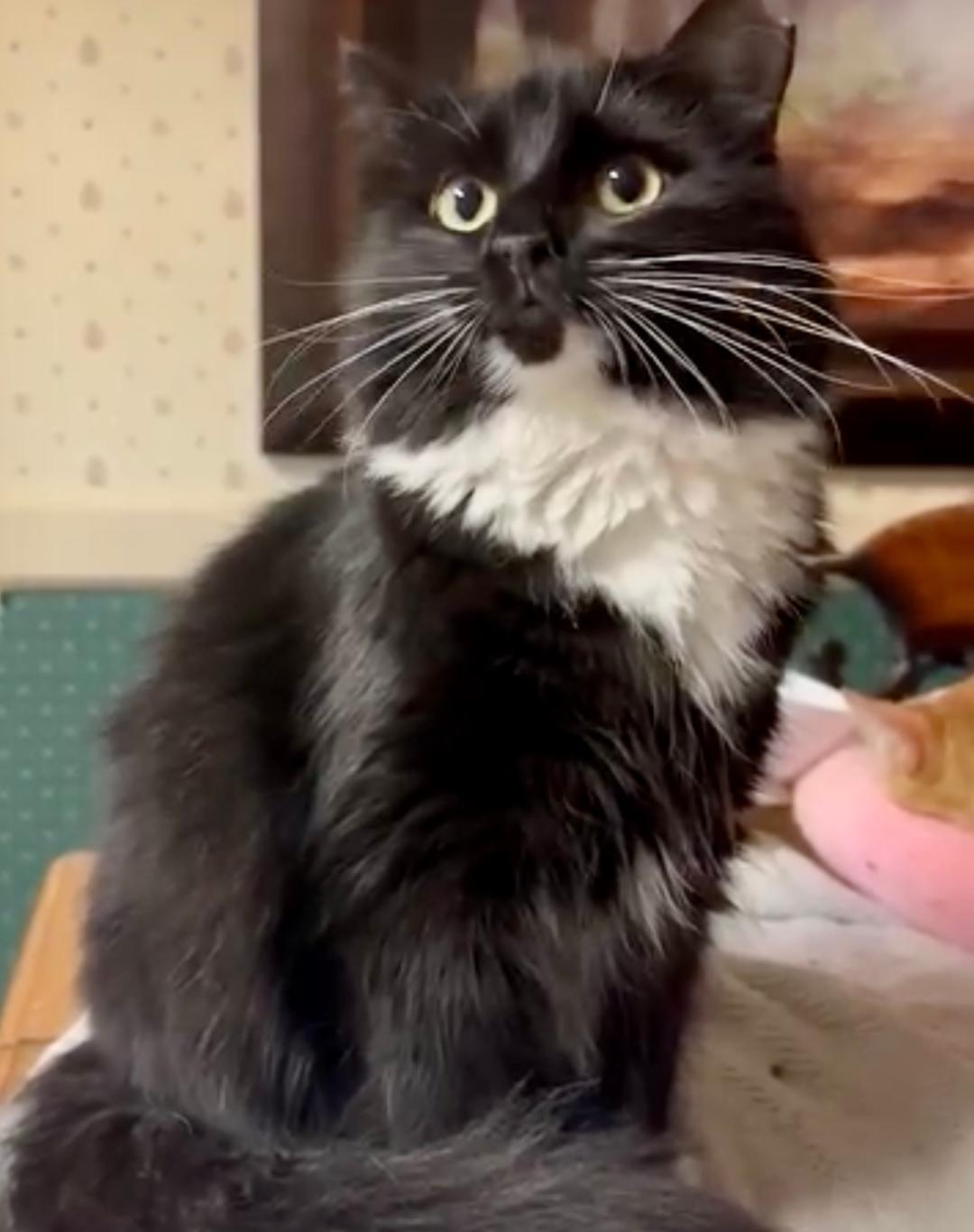 Enlarge Miss Kitty, a Adopted Tuxedo in Columbia, SC image 1/4