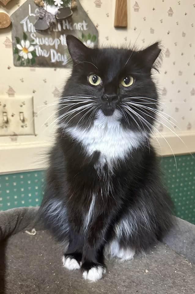 Enlarge Miss Kitty, a Adopted Tuxedo in Columbia, SC image 2/4