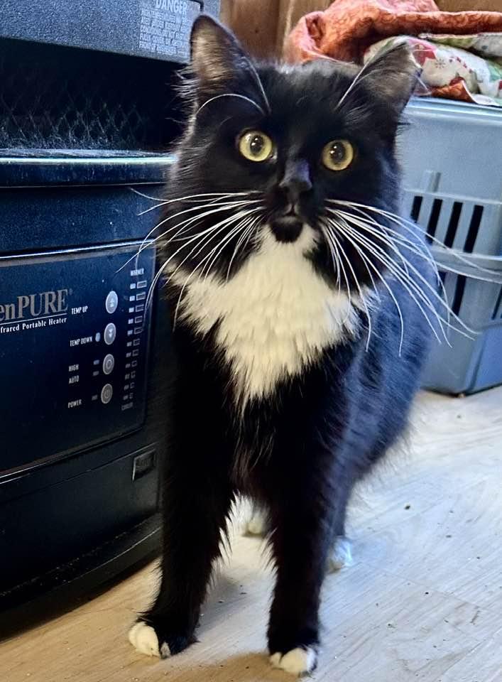 Enlarge Miss Kitty, a Adopted Tuxedo in Columbia, SC image 3/4