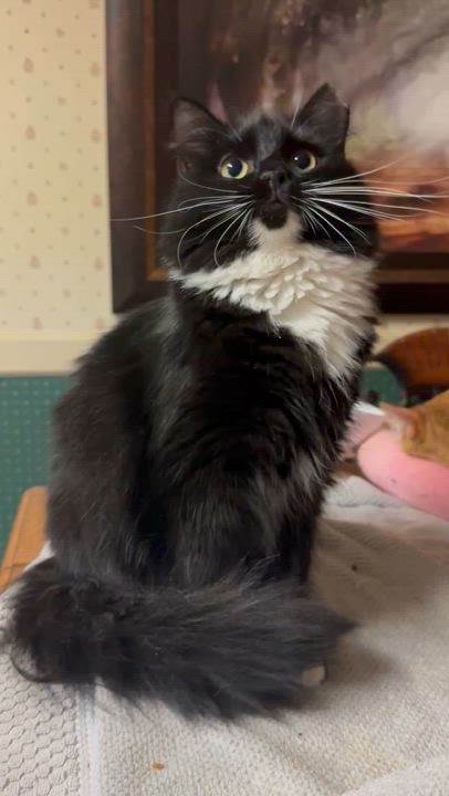 Enlarge Miss Kitty, a Adopted Tuxedo in Columbia, SC video 4/4