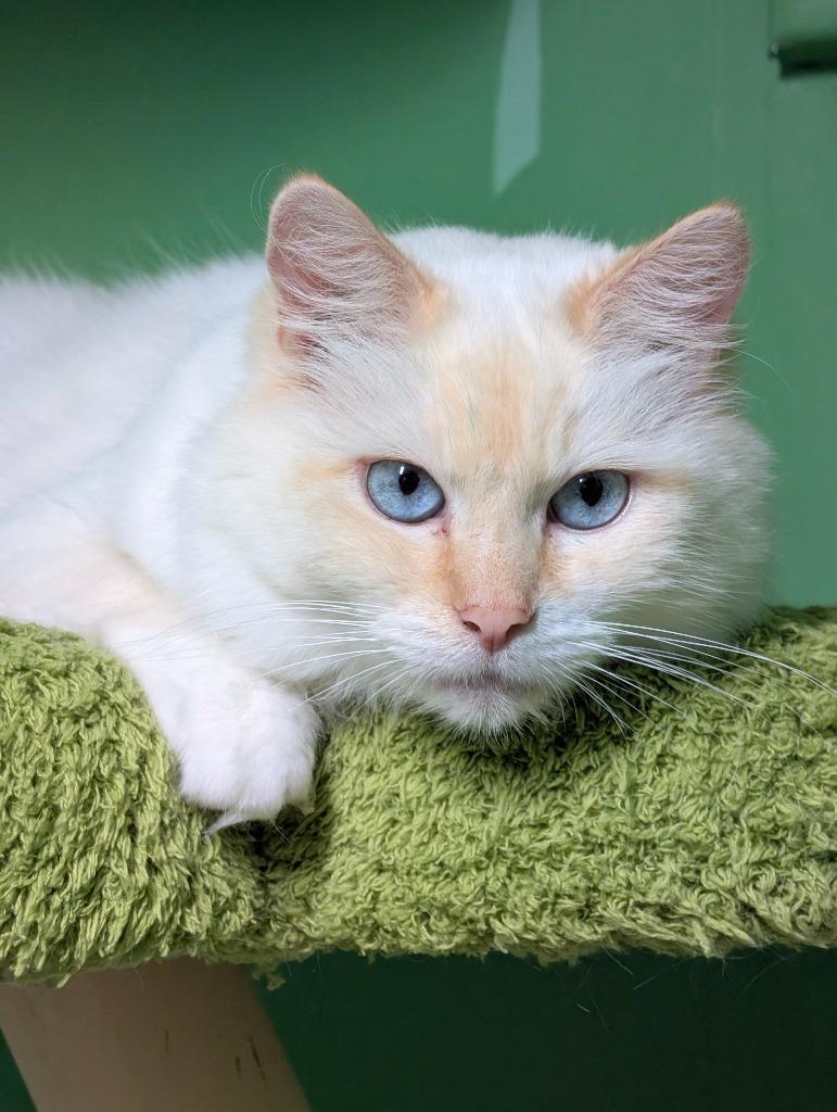 Enlarge Monroe, a Adoptable mixed breed in Shelton, WA image 4/6
