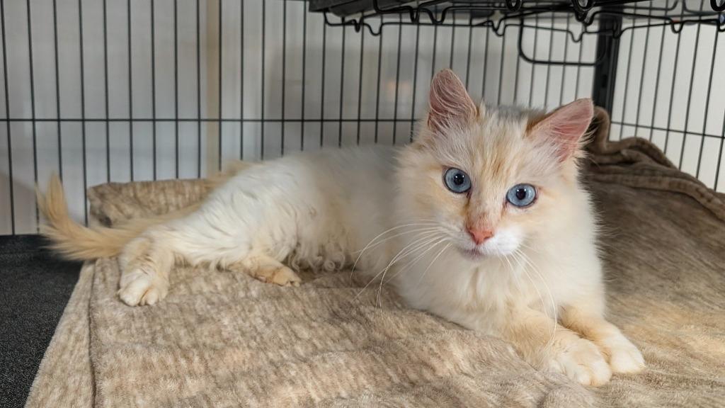 Monroe, a Adoptable mixed breed in Shelton, WA image 4/4