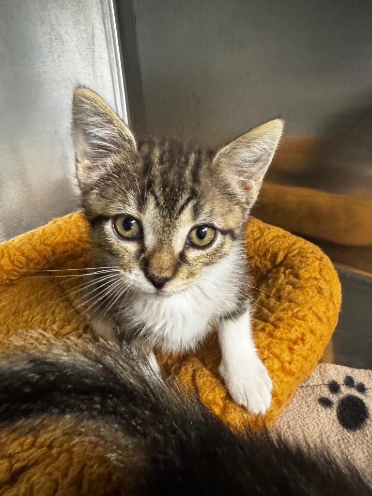 Enlarge Segar, a Adoptable mixed breed in Hot Springs, AR image 1/1