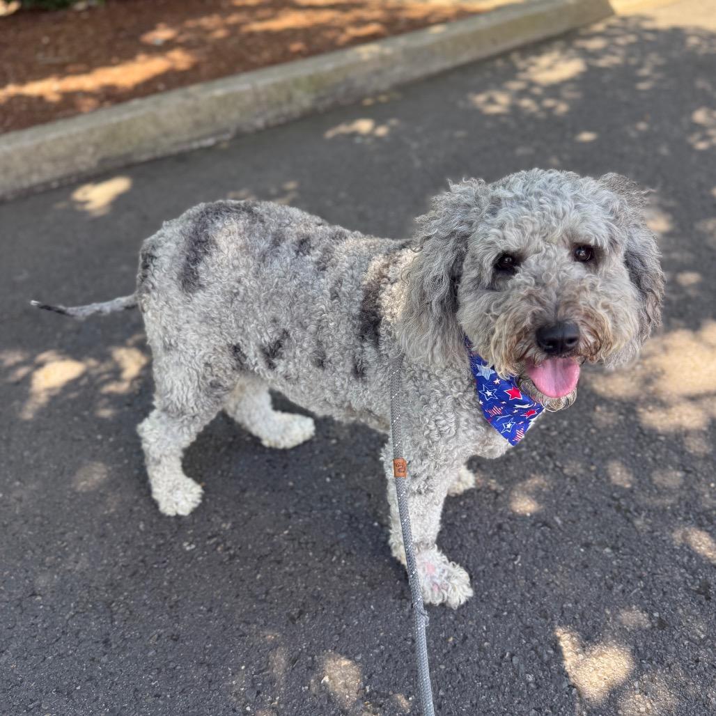 Ryder, a Adoptable mixed breed in Newberg, OR image 1/6